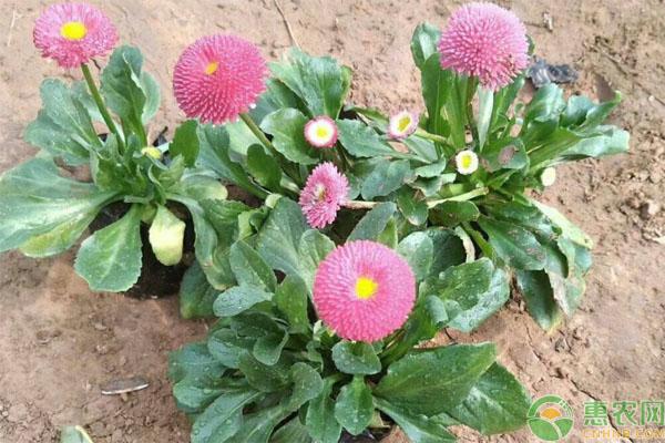 我想看小菊花的栽培