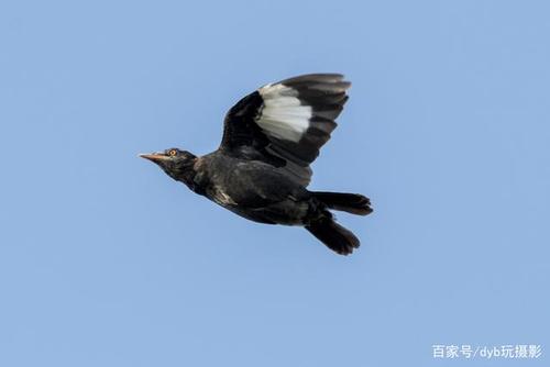 如何训练八哥飞回笼