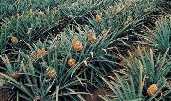 栽培凤梨