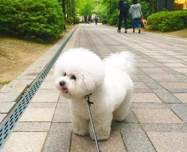 2月比熊怎么训练坐下