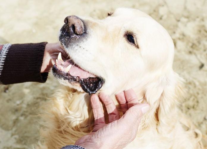 小金毛犬到咬要东西怎么办