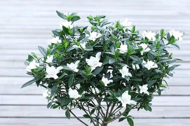栀子花的室内养殖方法