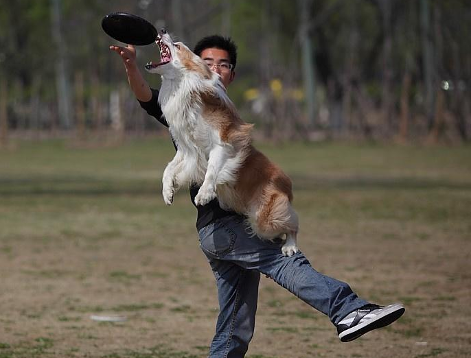 周末训练狗狗