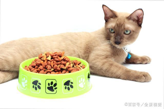 3周小猫不吃东西怎么办