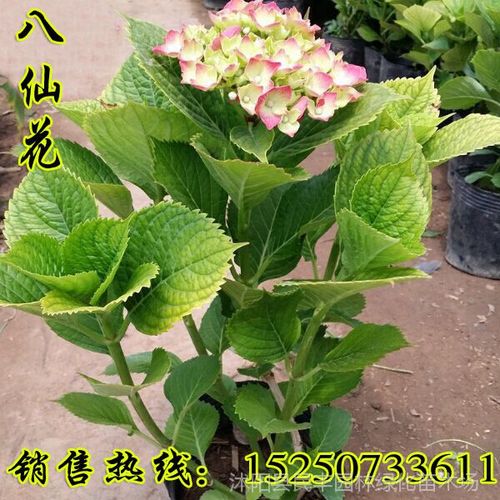 锈球花苗怎么栽培