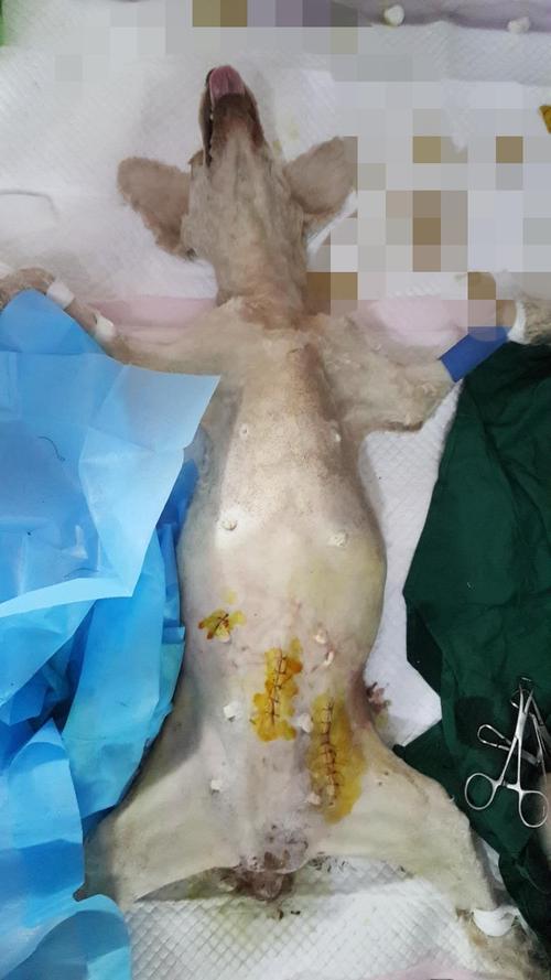 狗子宫蓄脓不吃东西