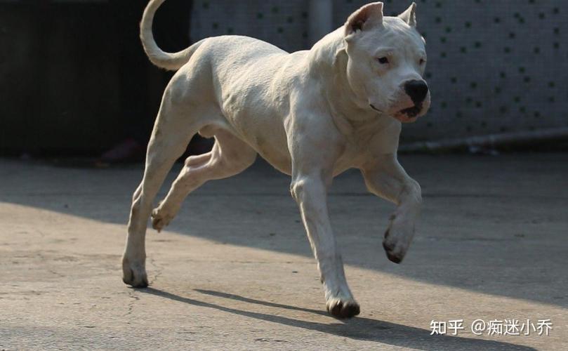 杜高如何训练凶