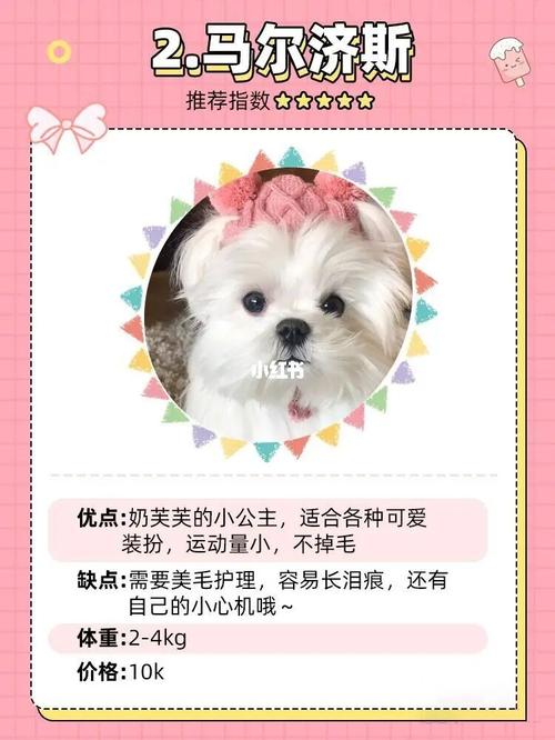 养狗狗要备点什么东西