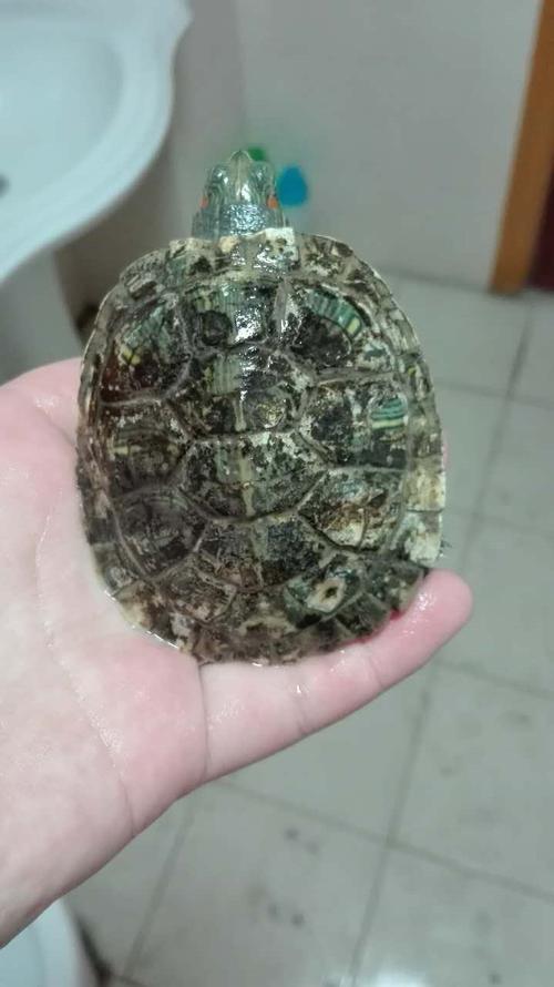 乌龟生病不吃东西怎么办