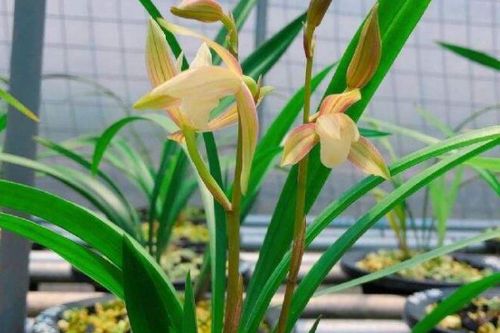 建兰种球栽培方法