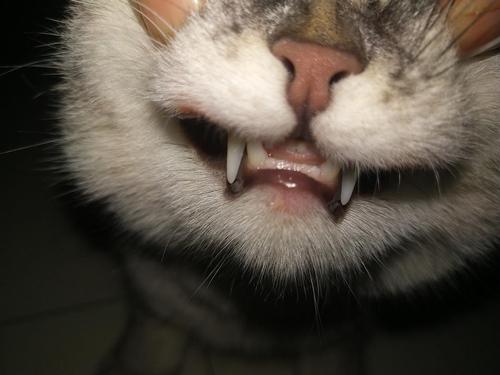 猫嗓子卡东西肿了