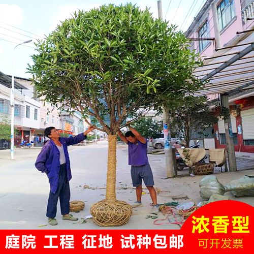四季桂花树的栽培技术