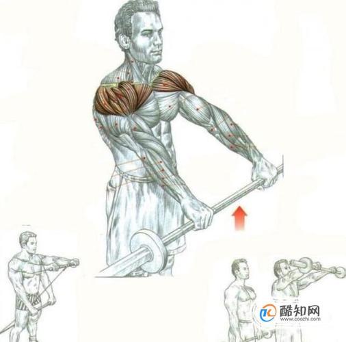 运动锻炼三角肌