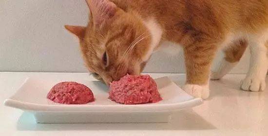 猫生病不吃东西