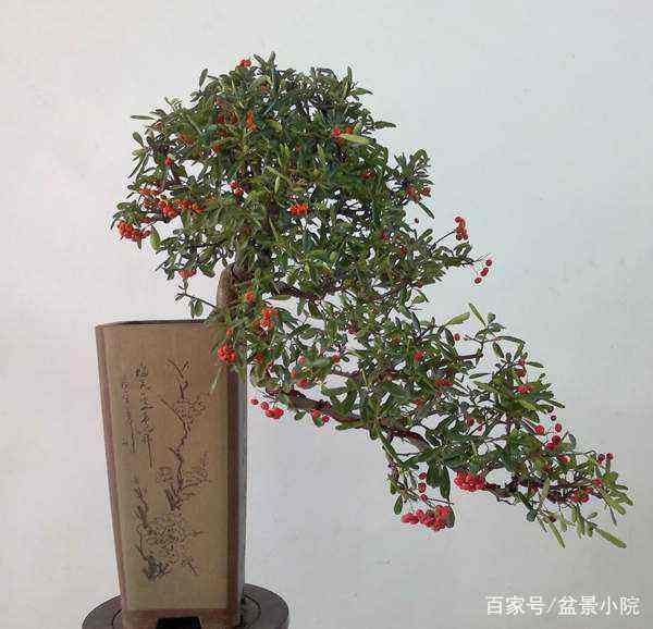 火棘移栽注意事项