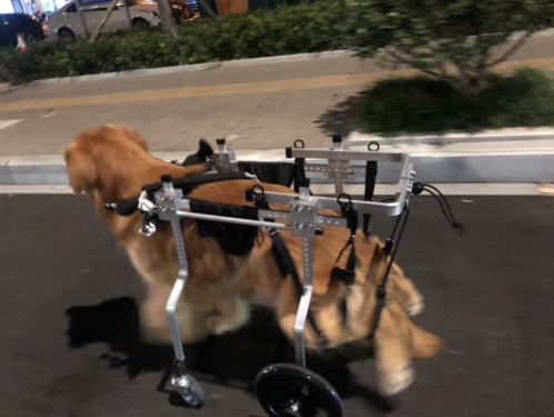 犬康复训练