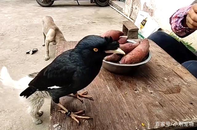 八哥吃东西怎么办