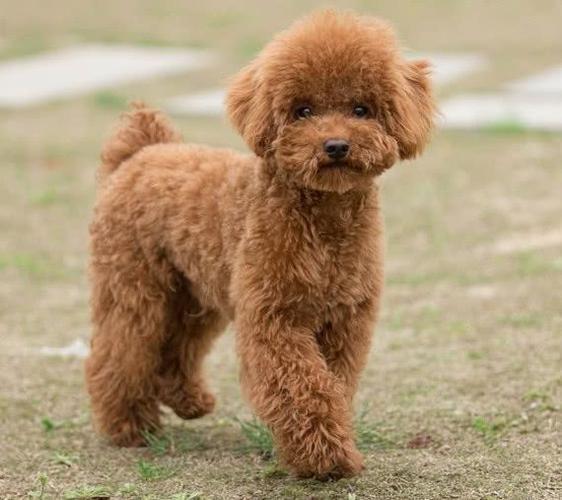 贵宾犬突然不活泼了不吃东西