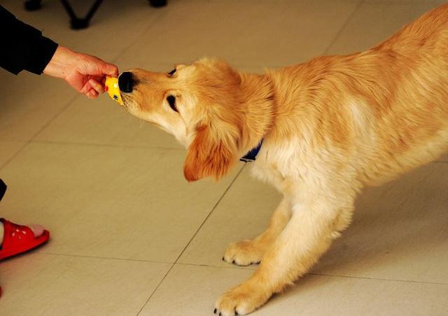 金毛犬训练方法
