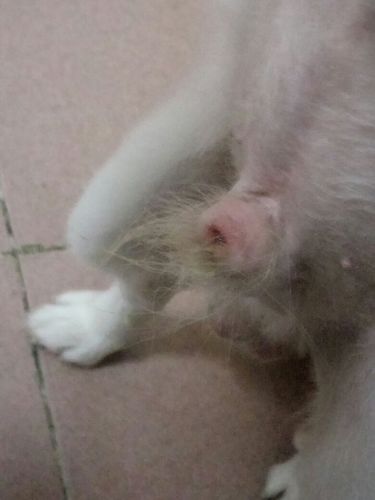 狗狗64天下面流脏东西