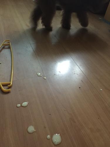 3个月的小狗吐不吃东西怎么办