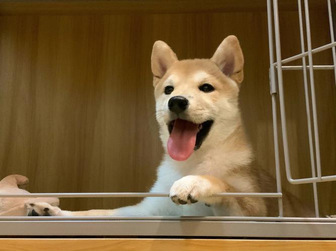 小柴犬幼犬怎么训练