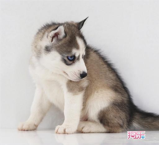 哈士奇幼犬喂什么不吃东西怎么办