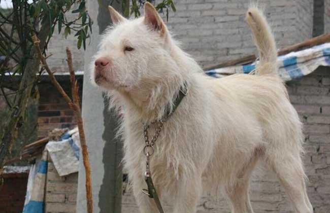 怎么训练小下司猎犬