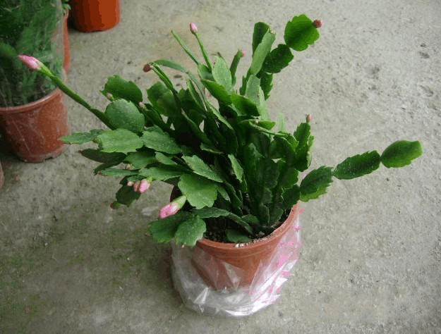 蟹爪兰栽培方法