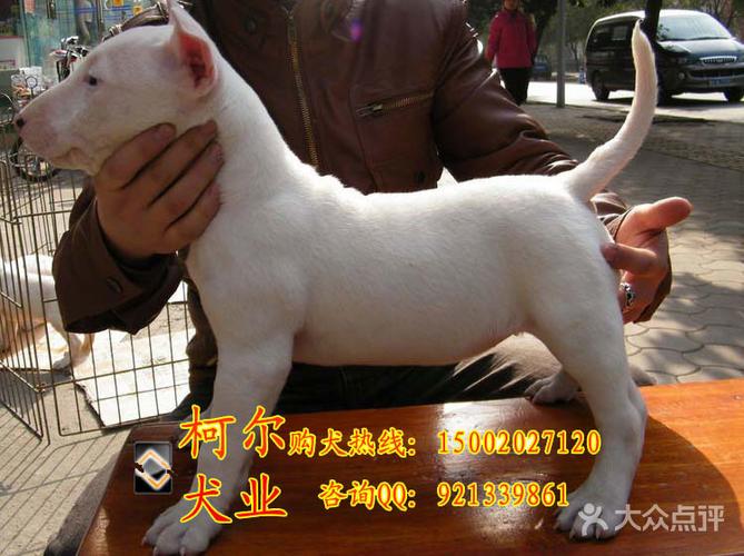 牛头梗怎么训练打架视频