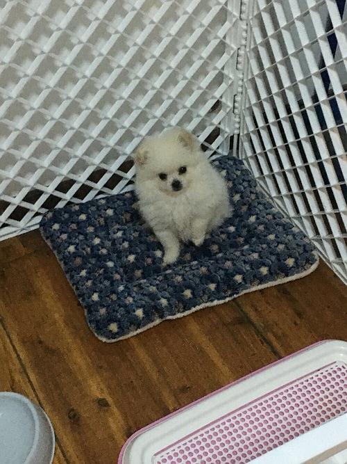 小博美吐白沫不吃东西喂什么药