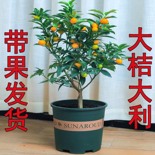 金桔盆景栽培技术