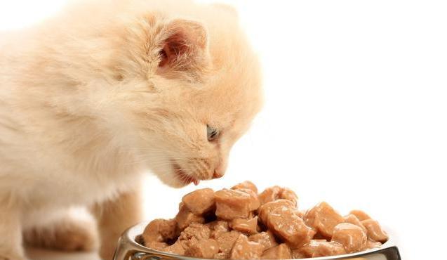 猫抗拒吃东西