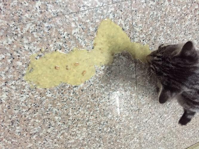 猫吃的东西吐出来了怎么办