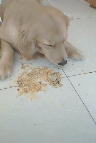 狗吃的东西都吐出来了