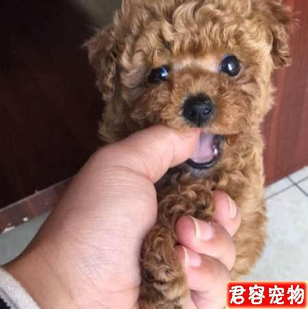 泰迪狗最近喜欢咬东西怎么办