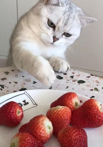 猫总偷吃东西怎么教育