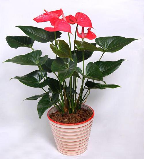 花卉 红掌栽培
