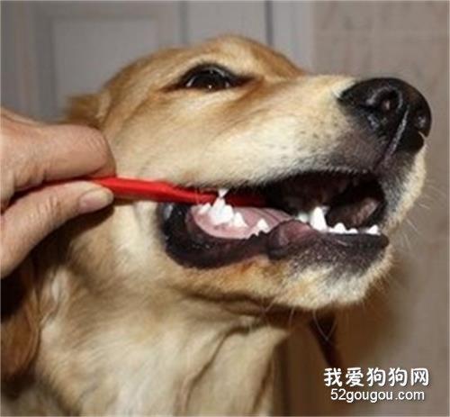 狗换牙齿会不吃东西