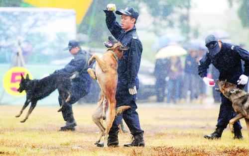 南宁狗狗训练