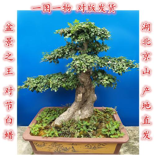 树桩盆景栽培