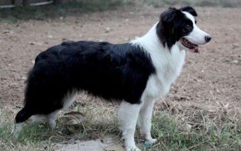 训练边境牧羊犬步骤