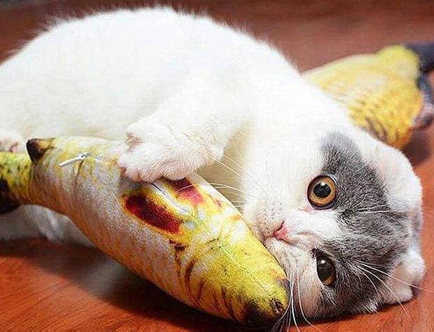 怎么让猫多吃东西