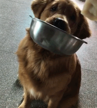 如何训练狗狗叼碗