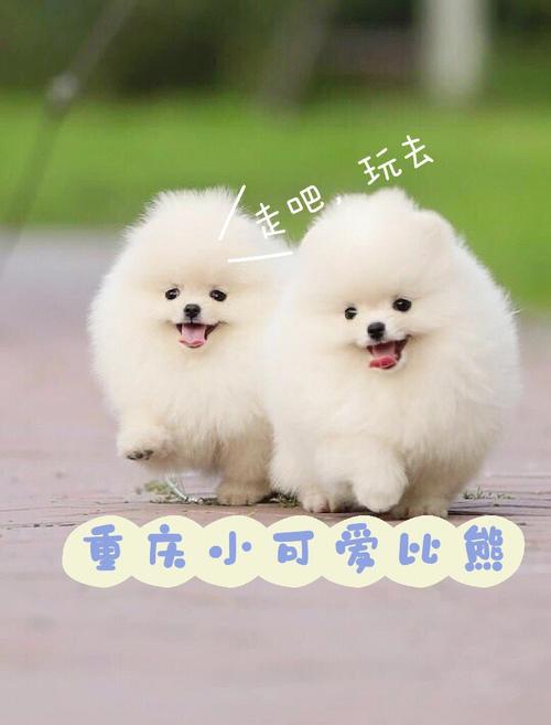 博美幼犬为什么不吃东西
