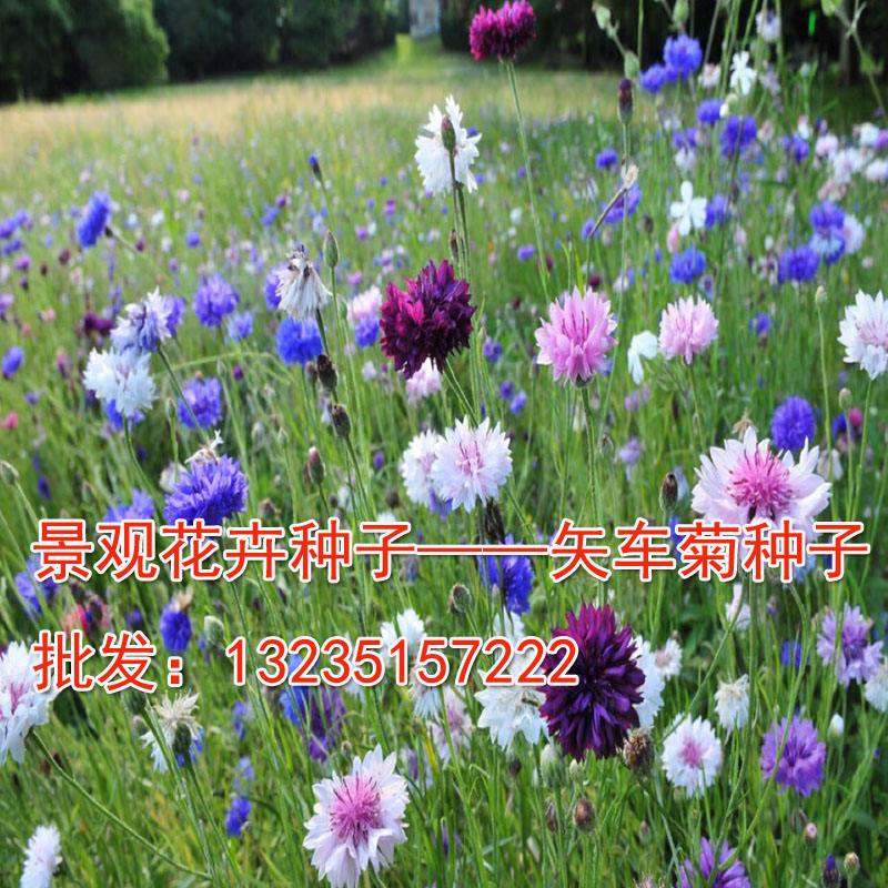 草花播种注意事项