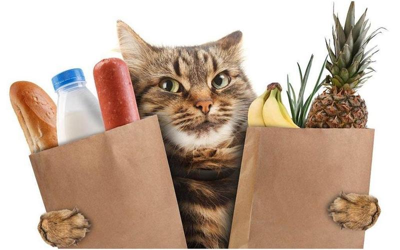 小猫不吃东西吃什么药