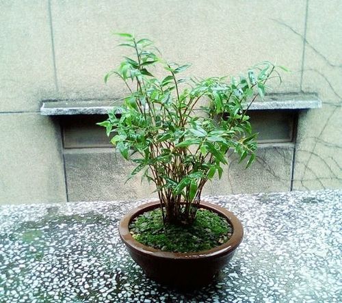 凤尾竹栽培