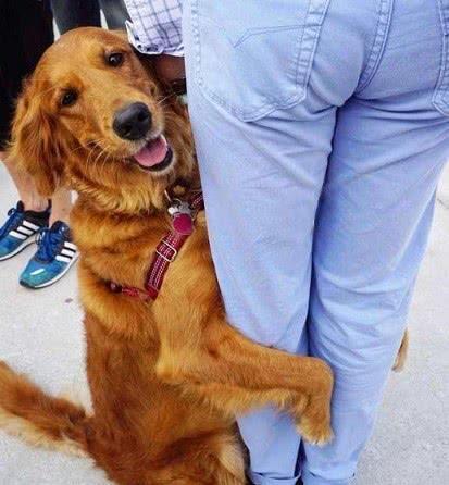 金毛犬的基本训练