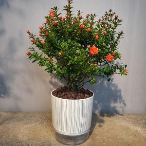 北方室内盆景植物栽培